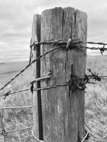 A weathered fence post borders a willow with long green grass